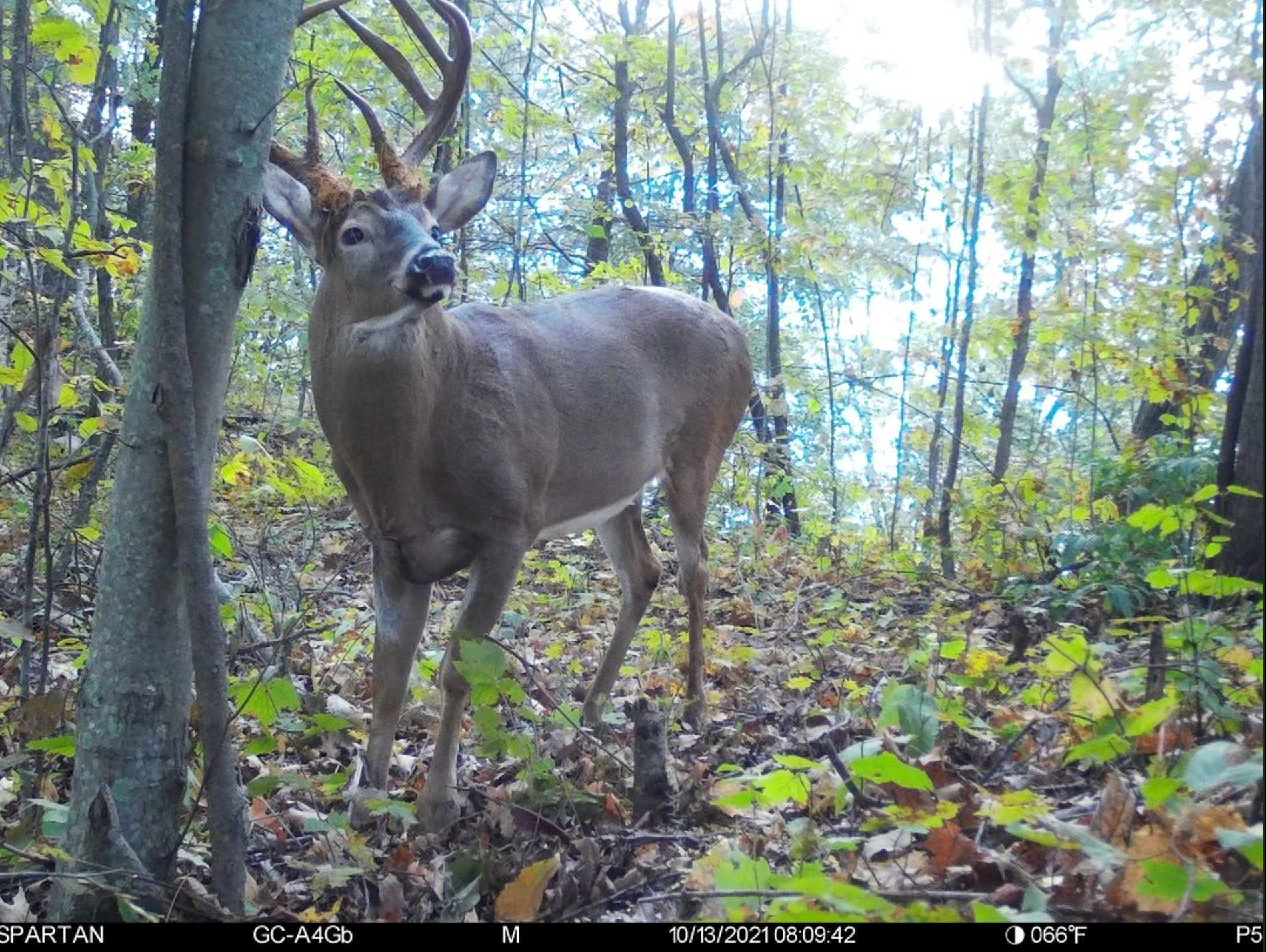 will trail cameras spook deer